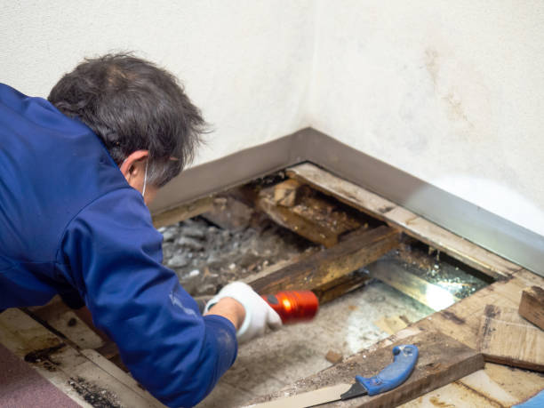 Best Mold Damage Repair  in Hrisburg, AR