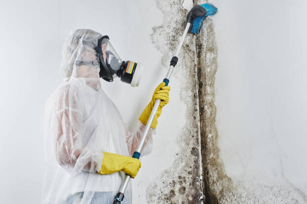 Best Mold Remediation  in Hrisburg, AR