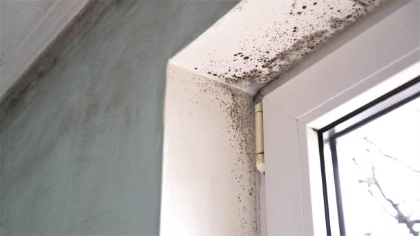 Best Crawl Space Mold Removal  in Hrisburg, AR