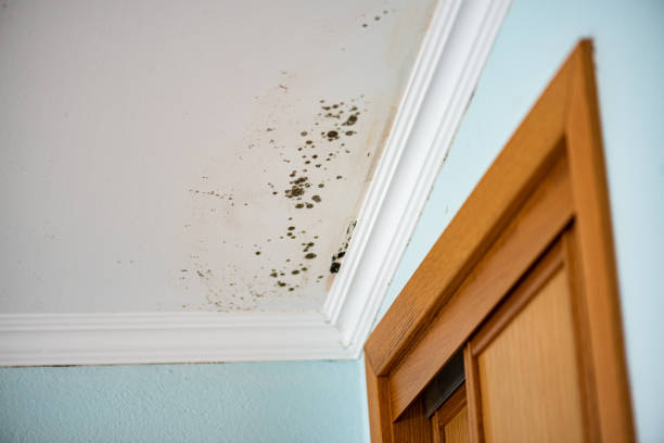 Best Mold Removal Company Near Me  in Hrisburg, AR