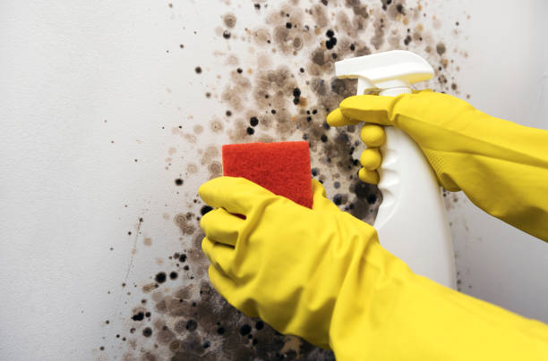 Best Mold Testing  in Hrisburg, AR