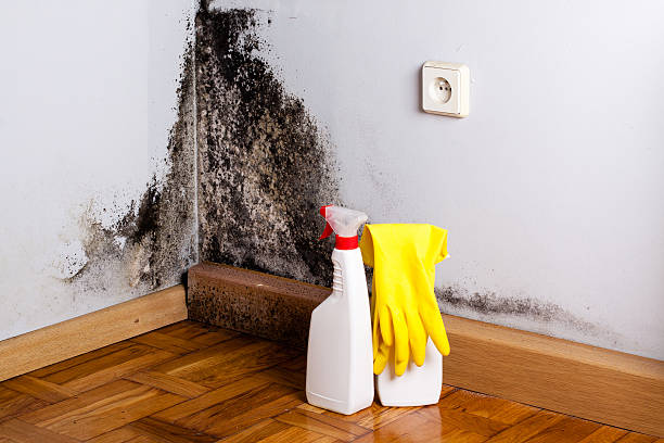Best Professional Mold Removal  in Hrisburg, AR